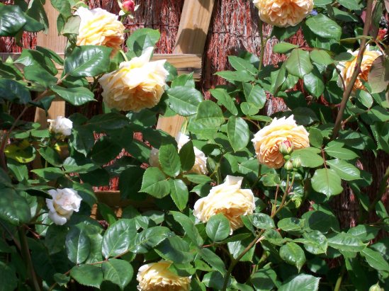 Climbing rose – Crown princess margareta | mapleleafgardening