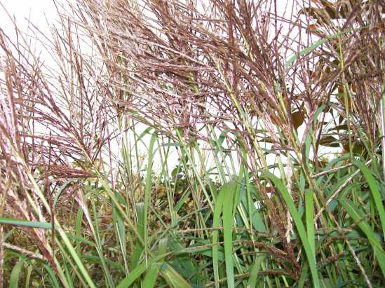 Miscanthus flowers