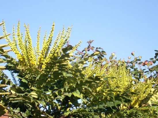 Mahonia flowers in November