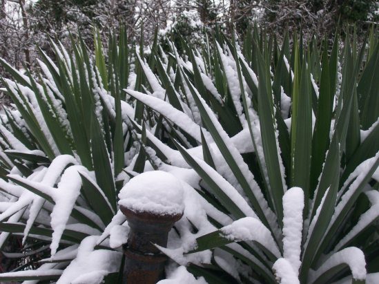 Snow Yucca