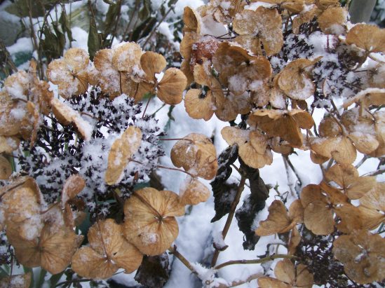 January's Hydrangea flowers
